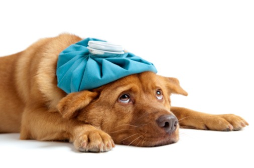 Dog illness
