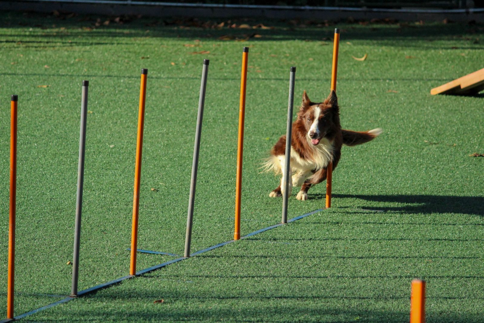 Is Exercise Necessary For Underweight Dog?